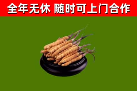 永嘉县烟酒回收冬虫夏草.jpg